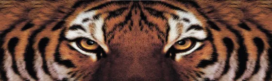 Шторы лобового стекла фотопечать ТИГР